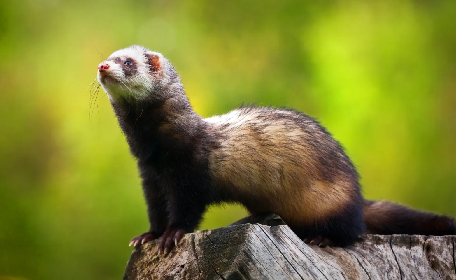 Ferret standing on wood with green background